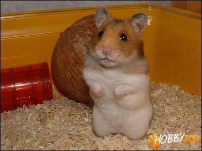 cumpar pereche hamsteri
