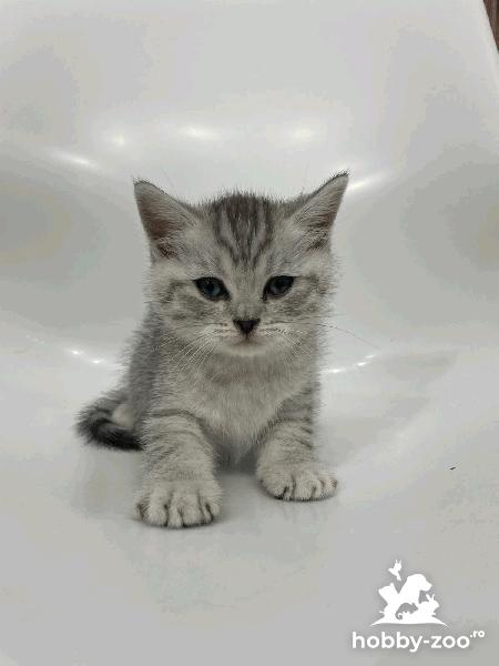 Puiuți British Shorthair 2/3 luni