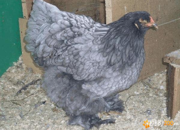 Brahma herminat deschis