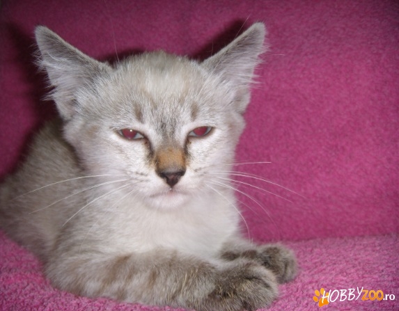 Motanel Siamese Lynx Point