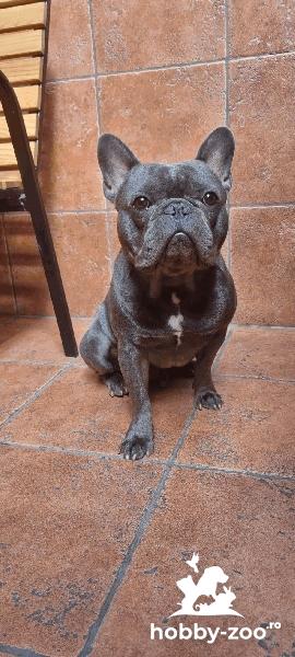 Bulldog francez blue