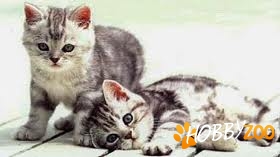 british shorthair tigrati