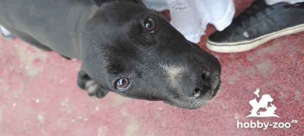 Vând urgent pui de AmStaff 