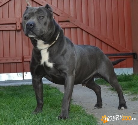 Blue Amstaff mascul pentru monta