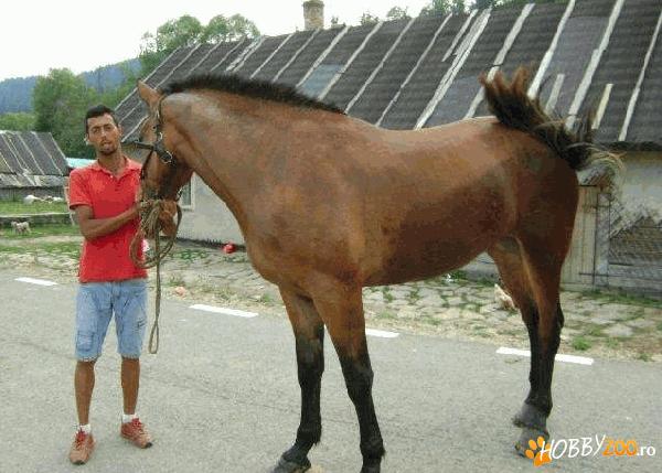 manza de 2 ani, blanda    