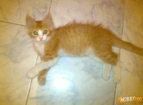 Motanel metis angora