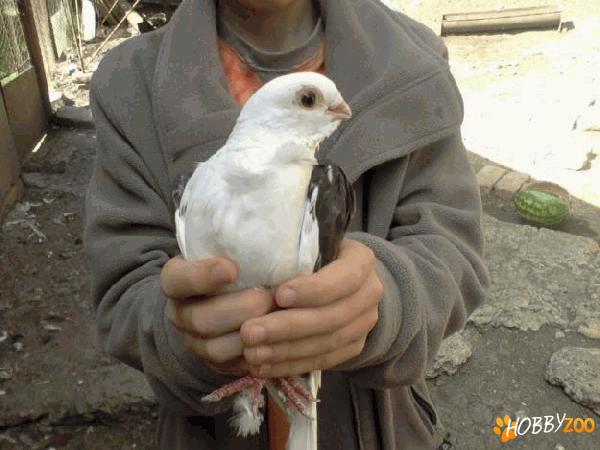  Porumbei  chinezesti 