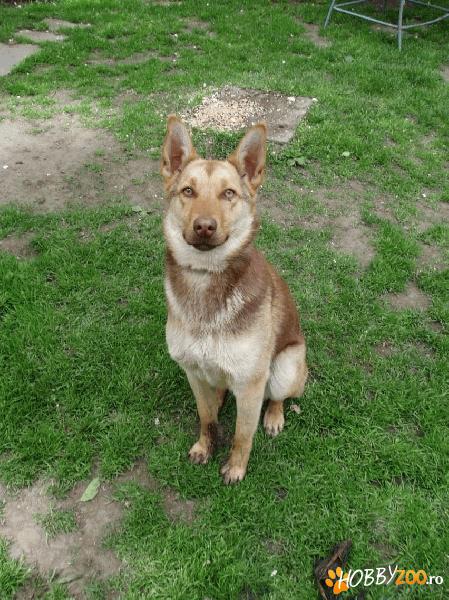 pierdut catelusa in Brasov