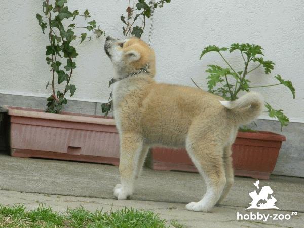 Cățeluși Akita inu puppies 