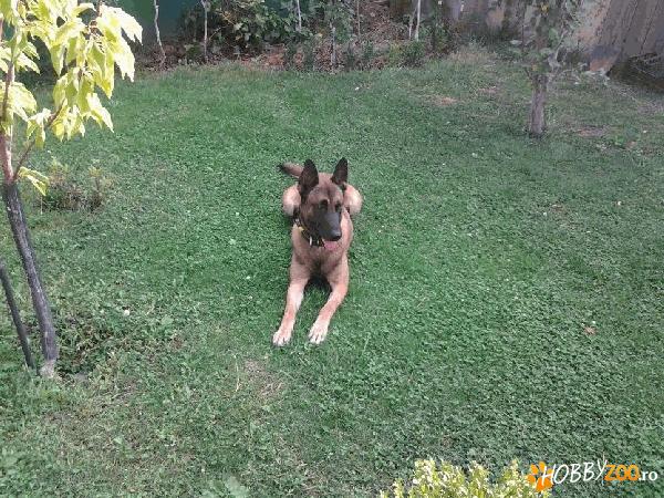 Monta Malinois cu acte