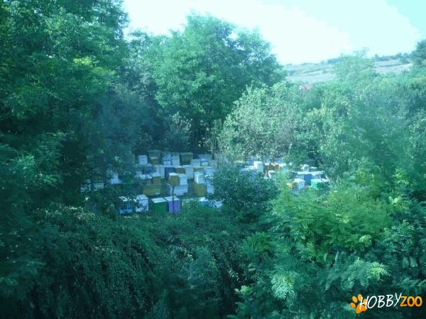  familii de albine Cluj