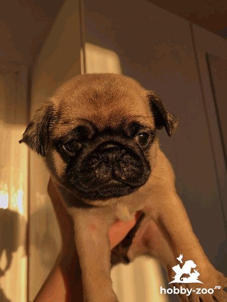 Baby Mops / Pug carlin, rasa pura, cautam stapani iubitori!