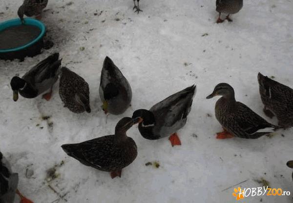 vand rate salbatice   