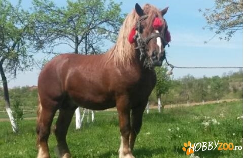 armăsar, în vârstă de 3 ani