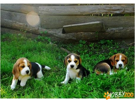 BEAGLE