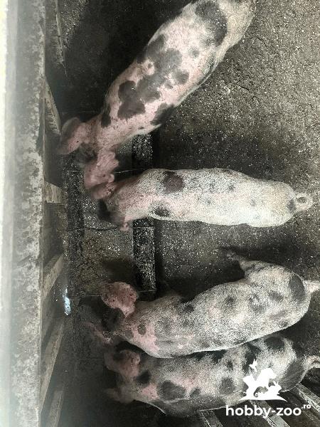 Purcelusi de vanzare!