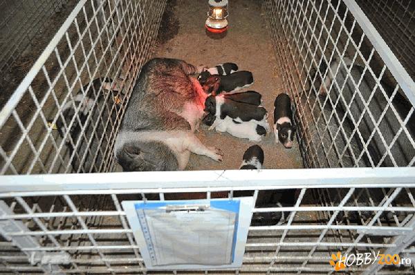 Porci vietnamezi de vanzare