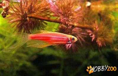 pesti zebre rosii voalate