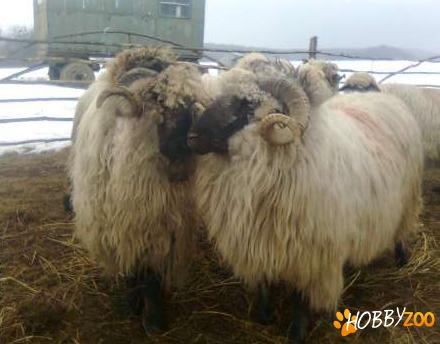 berbeci turcani bucalai