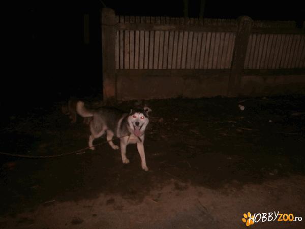 dau haski origina+catl