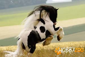Cai de vanzare Irish cob