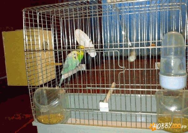 PERUSI FEMELA SI MASCUL VERDE SI BLEU