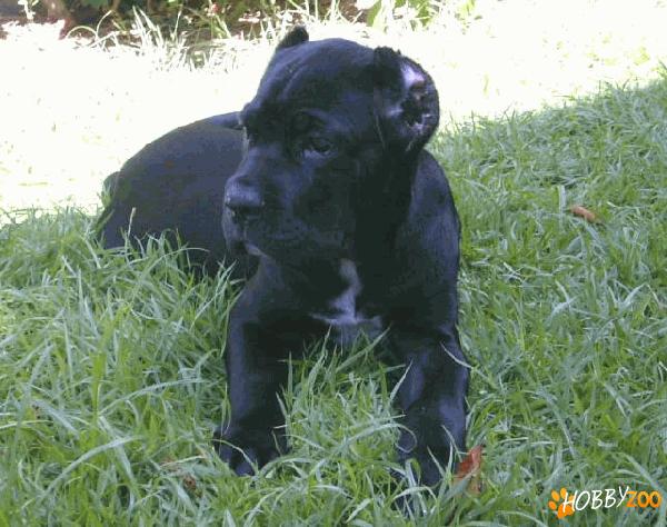 crescator vand pui de cane corso