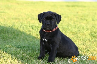 catei Cane Corso 