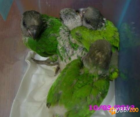 papagali senegal verde