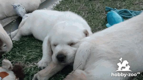 Pui de Labrador Retriever 
