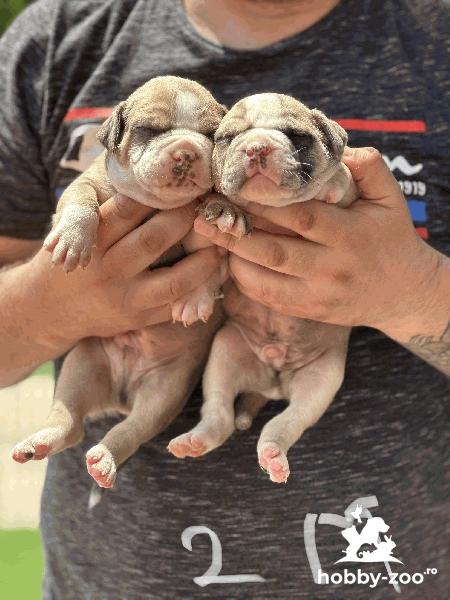 Bulldog- Alapaha BlueBlood Bulldog