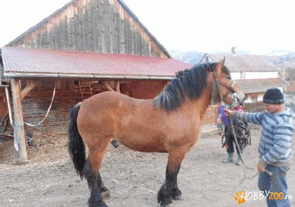 armasar import din Polonia  