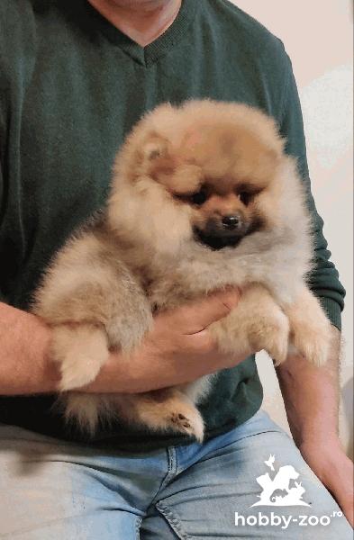Pomeranian catelusi de calitate superioara