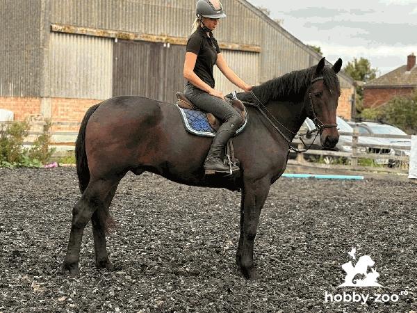 Irish Bay Gelding Horse For Sale