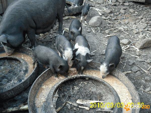 vand porci vietnamezi