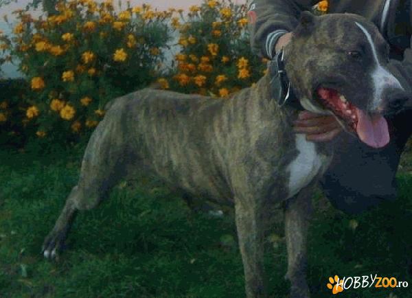pitbull american terrier mascul