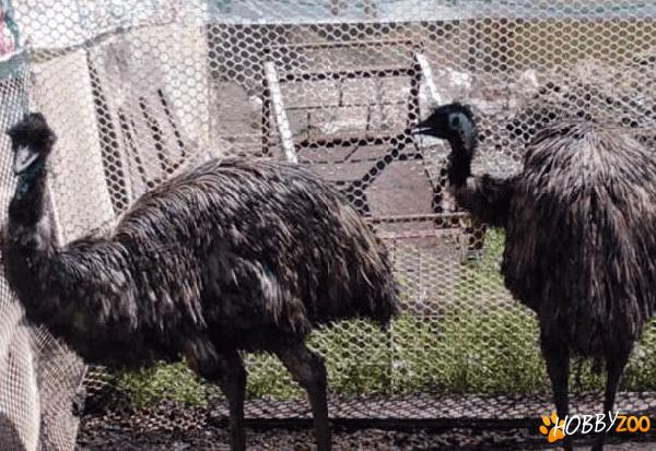 pereche de struti emu
