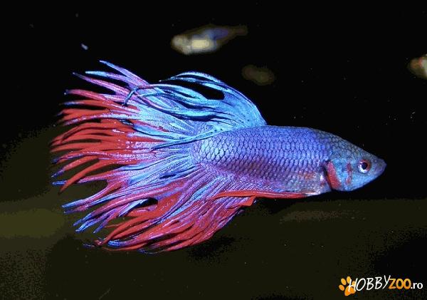 Pesti Betta femela si mascul