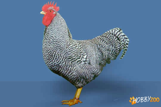 gaini de rasa Amrock