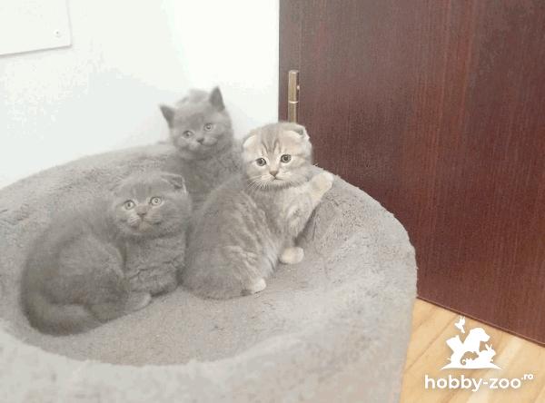 British Shorthair&Scottish Fould!