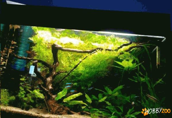 Plante acvariu pe alese