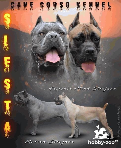 TOP Cane Corso TOP cățeluși