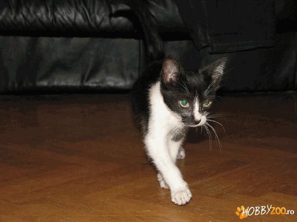 Ofer spre adoptie pisica 3 luni