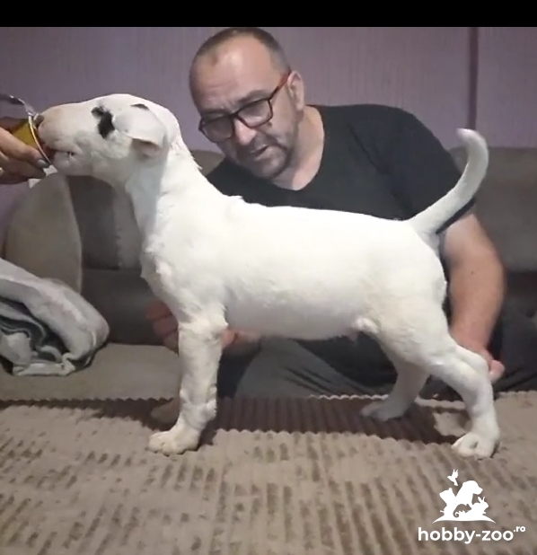 Bull Terrier cățeluși
