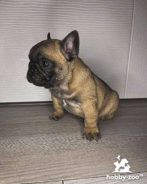 Buldog Francez - Pedigree FCI