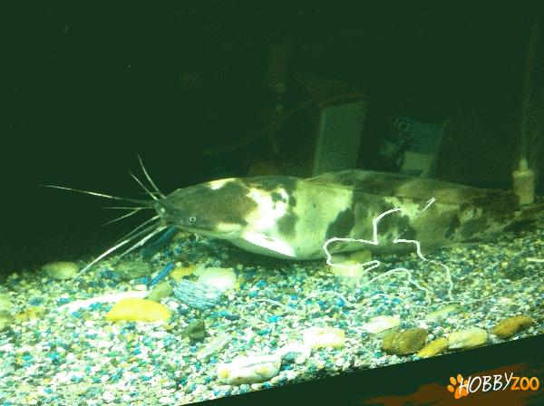Schimb Clarias Batrachus