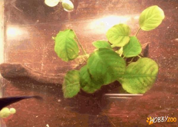 Anubias Barteri pe mopan