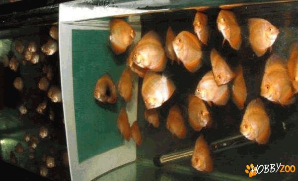 pesti Discus pui si adulti