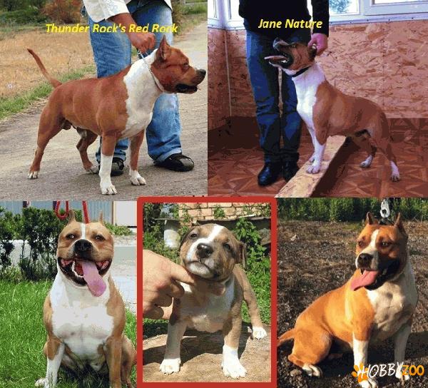 Pui amstaff disponibili din parinti