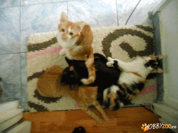 3 motaneii adorabili!